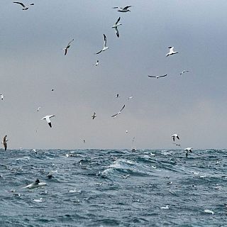 SENAVES, aves marinas a salvo