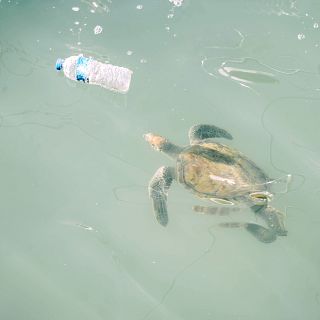 Macropl�sticos, una amenaza letal para las tortugas marinas