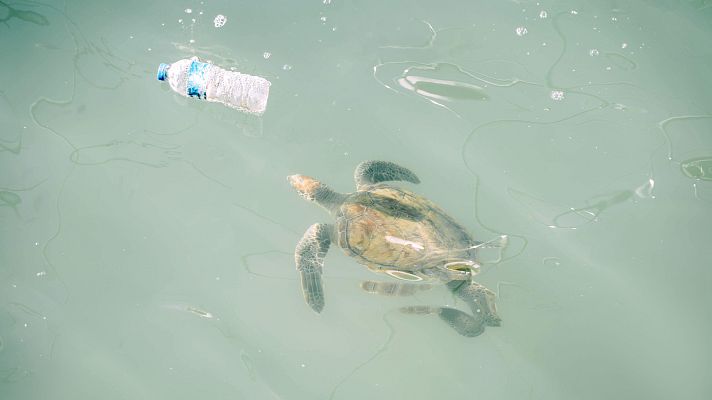 Macroplásticos, una amenaza letal para las tortugas marinas