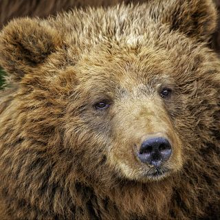 1.500 especies en riesgo según la 'Lista Roja' de la UICN