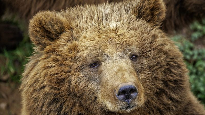 1.500 especies en riesgo según la 'Lista Roja' de la UICN