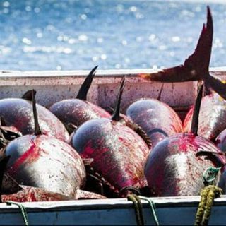 La compleja lucha contra la pesca ilegal