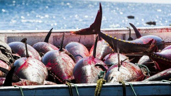 La compleja lucha contra la pesca ilegal