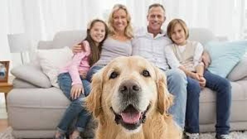 Animales en casa. Uno mas de la familia - Escuchar ahora