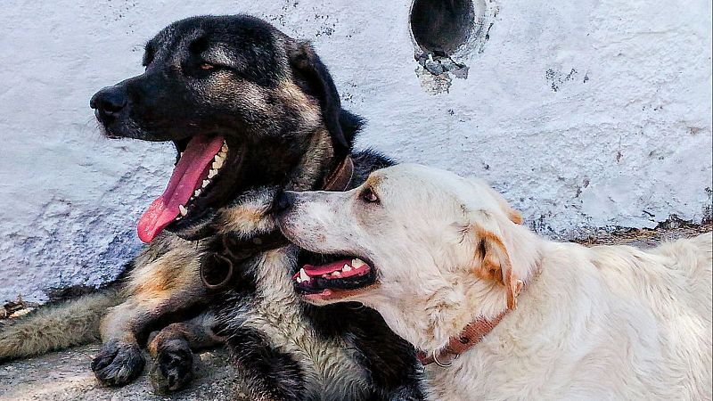 El mat� de R�dio 4 - La fruita totalment prohibida per als gossos: sembla inofensiva per� pot ser mortal - El mat� de R�dio 4 | Escoltar