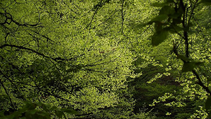 El bosque habitado - La Ciencia de la Belleza - 07/06/26 - El bosque habitado | Escuchar