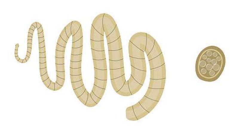 Historia y ciencia por un tubo - Si quieres adelgazar, pastillas de tenia debes tomar - 10/06/26 - Escuchar ahora