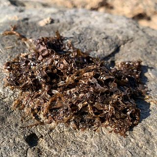 Almería - Invasión de alga asiática