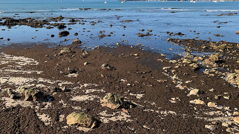 Reportajes Emisoras - Almería - Invasión de alga asiática - 11/06/26 - Escuchar ahora