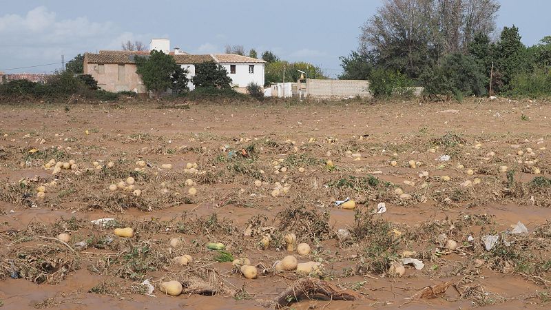 Mundo rural - Ayudas extraordinarias por las borrascas y la dana - 12/06/26 - Escuchar ahora
