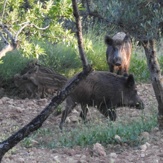 Creix la pressió veïnal per reobrir Collserola tot i la pesta porcina africana