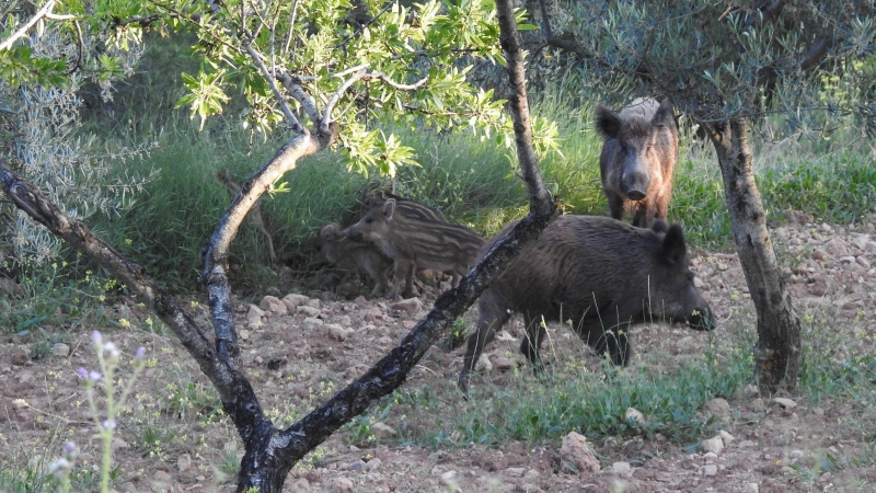 El mat� de R�dio 4 - Creix la pressi� ve�nal per reobrir Collserola tot i la pesta porcina africana - El mat� de R�dio 4 | Escoltar