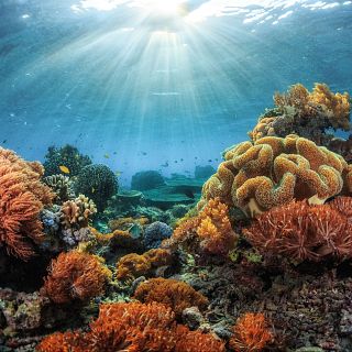 Refugios climáticos para la vida marina