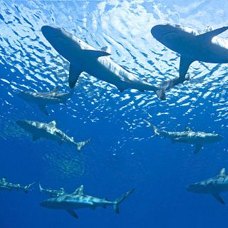 Zonas clave para conservar tiburones en el Mediterráneo