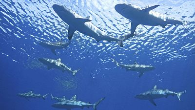 Zonas clave para conservar tiburones en el Mediterráneo