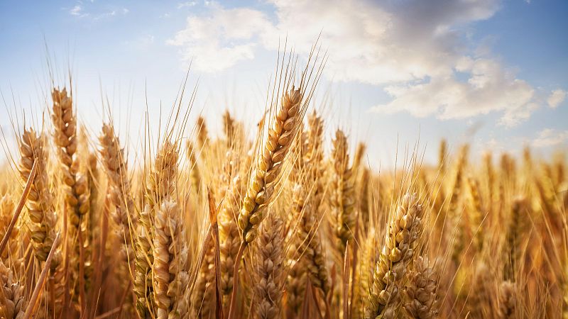 Mundo rural - Campaña de aceite y cereales - 17/06/26 - Escuchar ahora