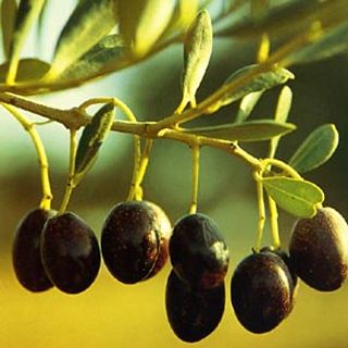 Arriba una nova i perillosa plaga a Catalunya: ve del Brasil i afecta les oliveres