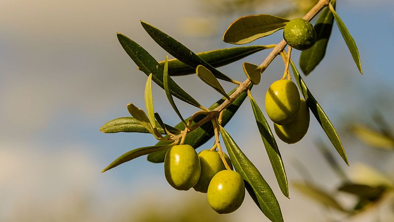 El mat� de R�dio 4 - Arriba una nova i perillosa plaga a Catalunya: ve del Brasil i afecta les oliveres - El mat� de R�dio 4 | Escoltar
