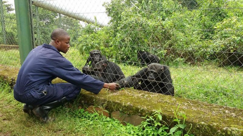 República Democrática del Congo hace frente a la guerra, el ébola y la destrucción de su hábitat - Escuchar ahora
