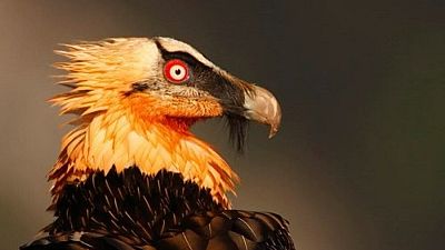 La Fundación para la Conservación del Quebrantahuesos