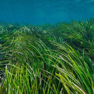 Pautas europeas para salvar las praderas marinas