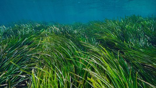 Pautas europeas para salvar las praderas marinas