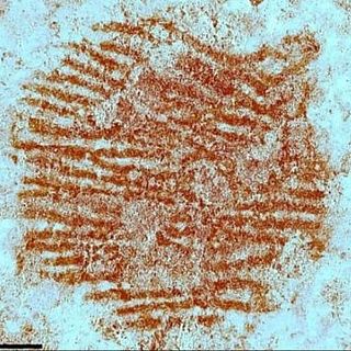 The fingerprint of Segovia