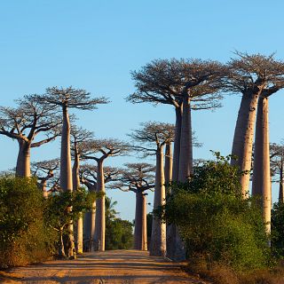'Reniala', una muestra de fotos de baobabs de Saleta Rosón