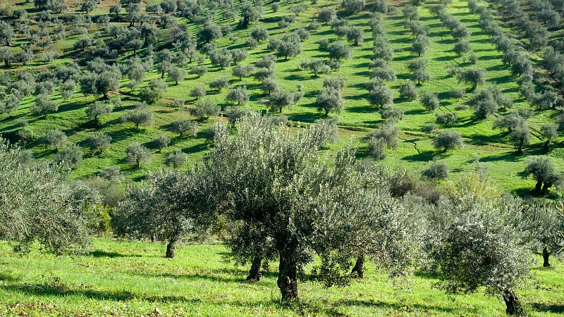 En un mundo feliz en Radio 5 - Informe "El campo franquiciado" de Greenpeace - 27/06/26 - Escuchar ahora