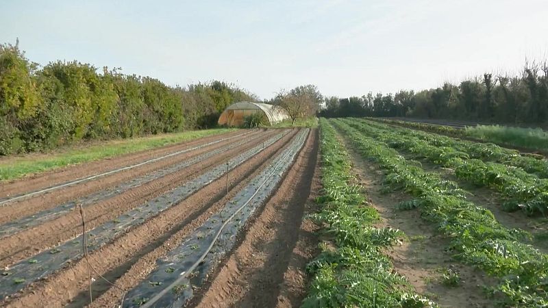 El mat� de R�dio 4 - Onada de robatoris de fruita al camp: un pag�s de Ser�s perd 6.000 quilos de cireres valorats en 24.000 euros - El mat� de R�dio 4 | Escoltar