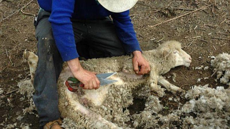 Mundo rural - Esquileo a tijera de las ovejas - 01/06/26 - Escuchar ahora