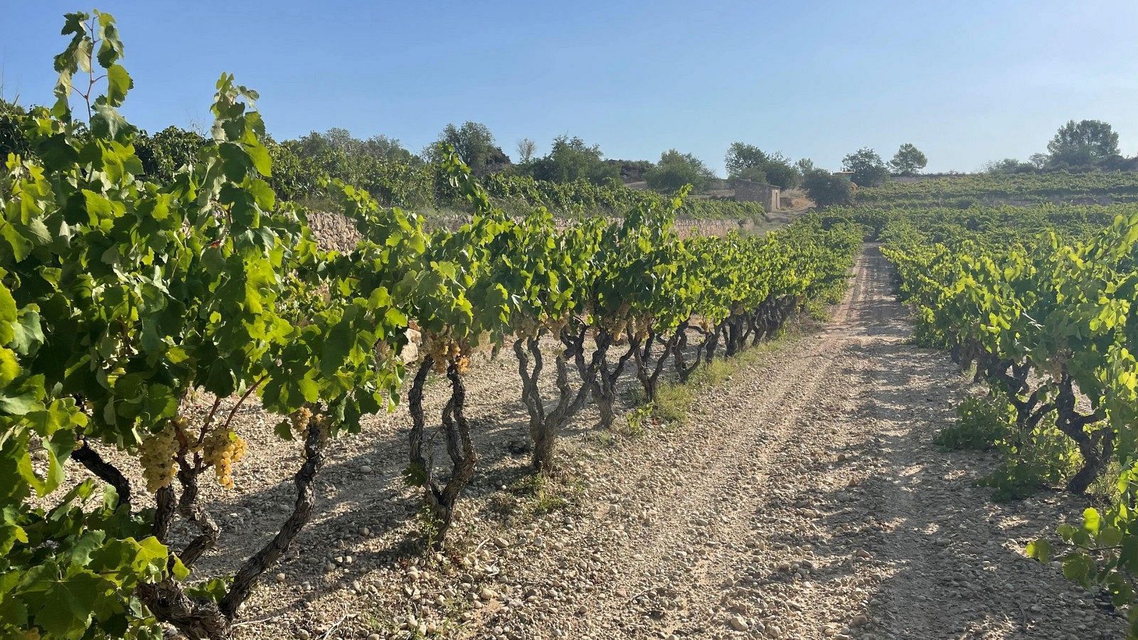 Els viticultors reclamen arrencar 10.000 hectàrees per falta de demanda | Escoltar