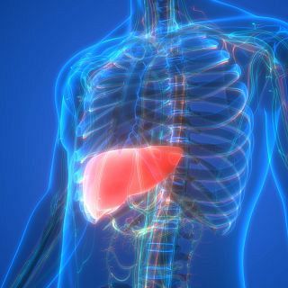 El Hígado graso y su relación con la salud metabólica