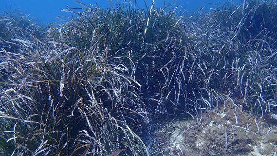 SOS Costa Brava rebutja excepci� al fondeig sobre posid�nia