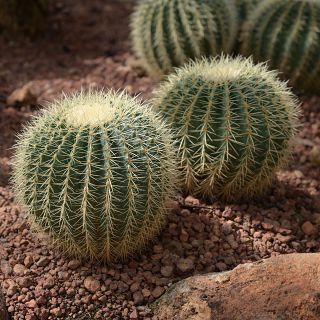 De solar a jardín pensado para el futuro