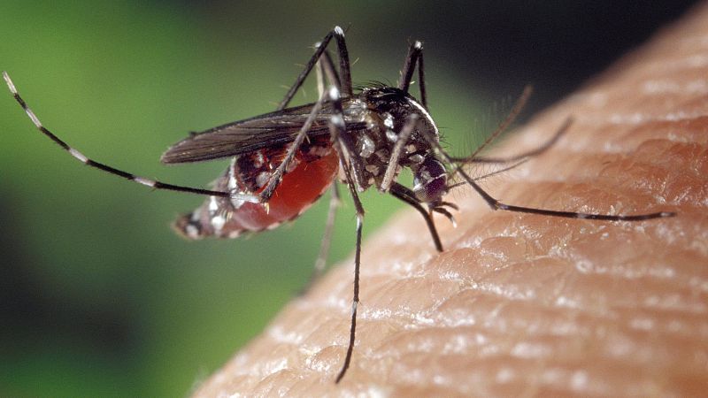 Lletra Lligada - Mosquits i abelles: què hem de fer quan piquen un infant? | Escoltar