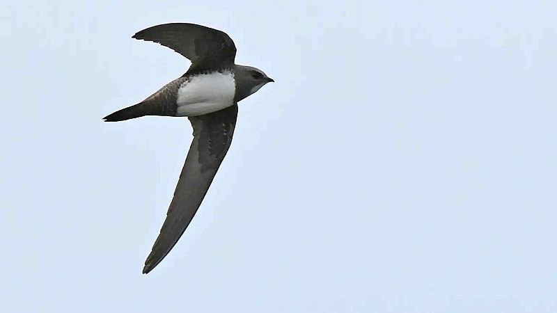 M�sicas a vuelapluma - Armenia, m�sicas y aves a los pies del Ararat - 04/07/26 - M�sicas a vuelapluma | Escuchar