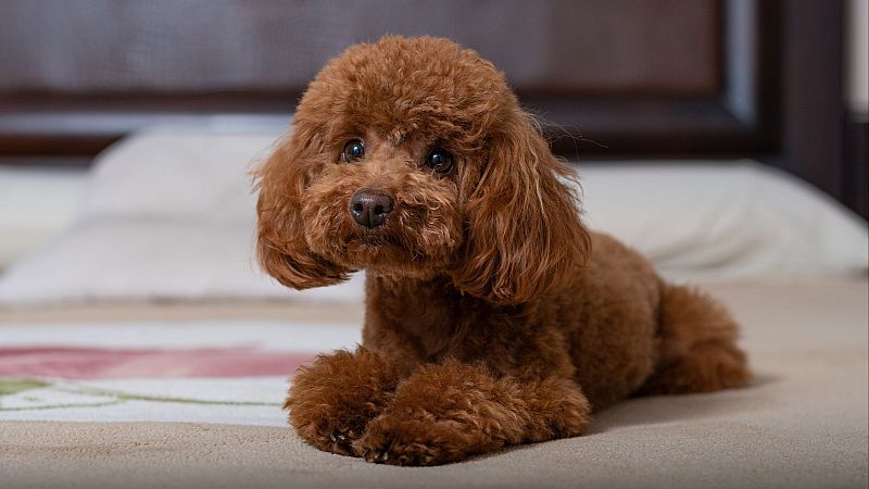 David Zurdo: el caniche que desencadenó 3 muertes - Escuchar ahora