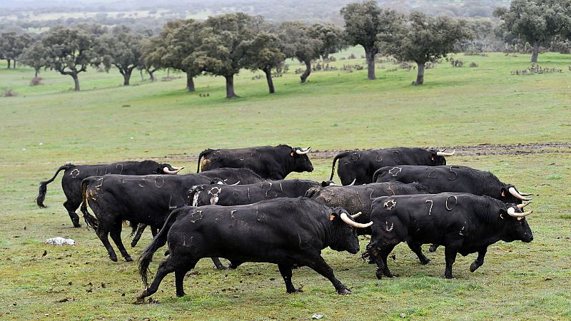 Mundo rural - Situación de la ganadería del toro de lidia - 08/07/26 - Escuchar ahora