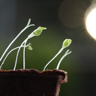 La llave molecular de las plantas para acumular nutrientes