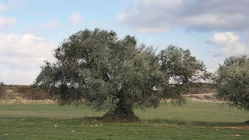 Atriles entre los �rboles - La almazara de Cat�n, de Rafael Font�n Barreiro - 09/07/26 - Atriles entre los �rboles | Escuchar