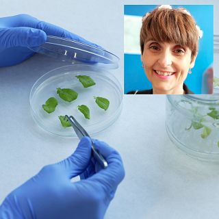 Guerra química en la naturaleza: el complejo y eficaz sistema defensivo de las plantas