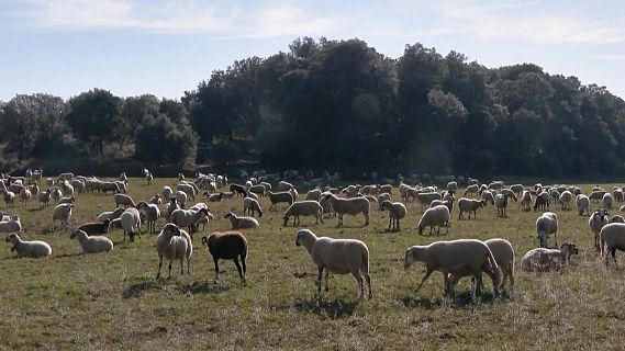 Cremes prescrites i ramaderia extensiva per reduir el perill d'incendi forestal