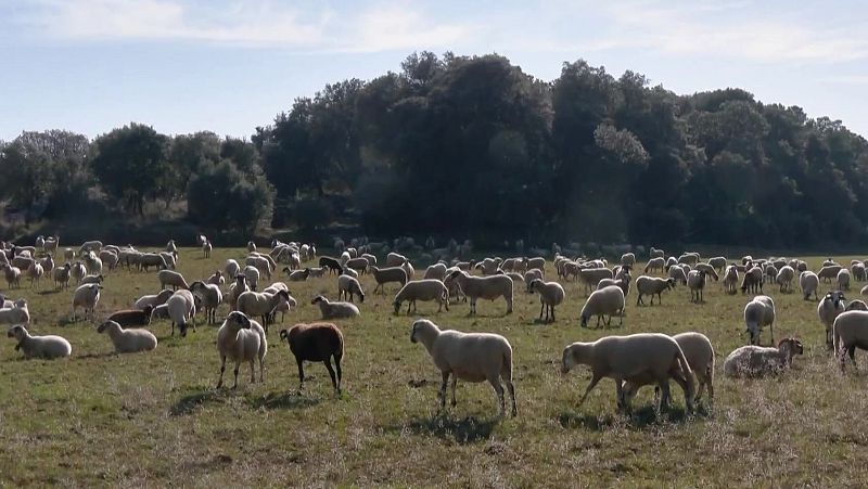 Cremes prescrites i ramaderia extensiva per reduir el perill d'incendi forestal