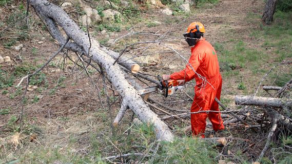 El Govern preveu mesures de gesti� forestal per prevenir focs fins al 2033