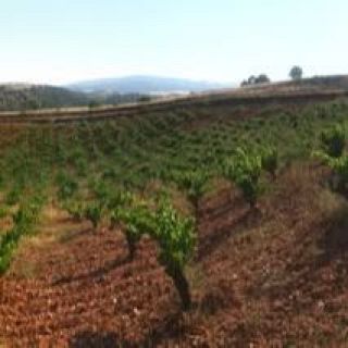 Teruel - Recuperación de viñedos