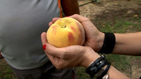 Qué hambre, con Francis Paniego: Melocotón de Calanda