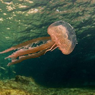 Quan arribaran les meduses a les platges catalanes?