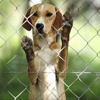 L'abandonament animal a l'estiu amb Paula Calvo