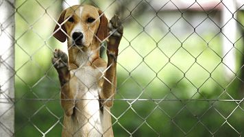 L'abandonament animal a l'estiu amb Paula Calvo